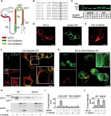 Barttin Regulates the Subcellular Localization and Posttranslational Modification of Human Cl-/H+ Antiporter ClC-5